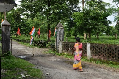 印ダージリン近隣で茶農園労働者40万人スト、日給55円アップ要求