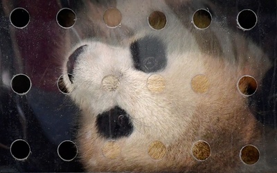 ドイツに中国からパンダの夢夢と嬌慶が到着