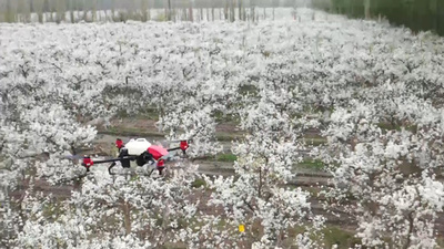 梨の授粉にドローン利用 「スマート農業」の新モデル 中国・新疆