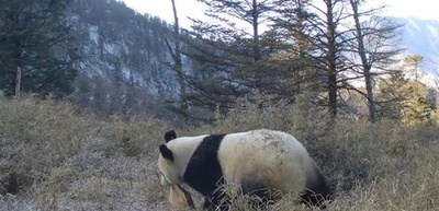 自然保護で増える野生のパンダ 中国の広大な国立公園