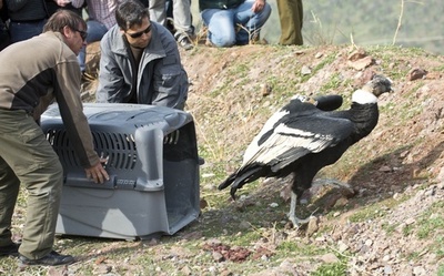 コンドルよ飛んで行け、保護した18羽を放鳥 チリ