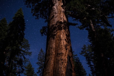 樹齢3000年も、ヨセミテ国立公園のジャイアント・セコイア　米カリフォルニア