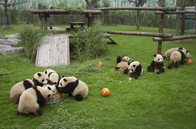 上海万博応援パンダ、2歳の誕生日 氷のケーキでお祝い