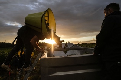 ブドウの品質低下に戦々恐々 猛暑で早まる収穫 仏