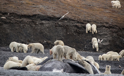 ホッキョクグマ約200頭、陸地に集まる 気候変動の影響か