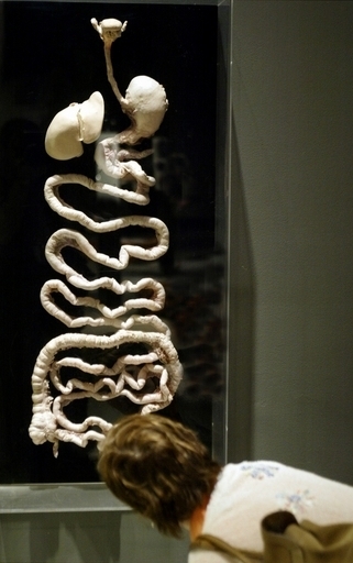 ｢泳ぐ内視鏡｣で撮影に成功、患者負担の軽減に期待 大阪