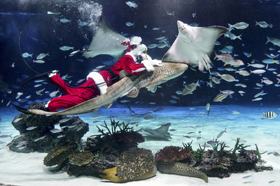 【今日の1枚】サメがサンタを連れてきた! 東京