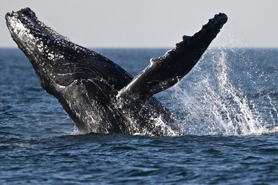 【今日の1枚】ザトウクジラ、豪快にジャンプ ブラジル