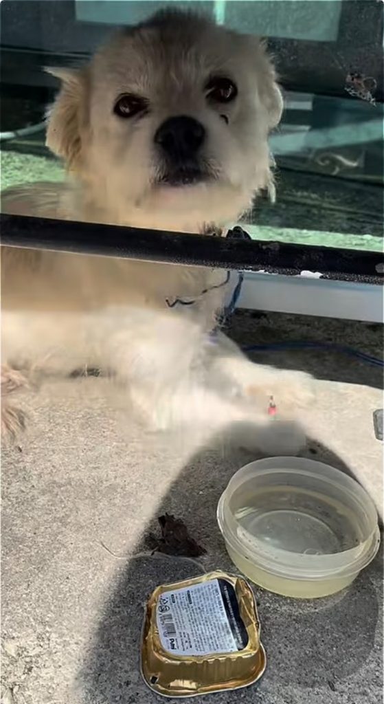 韓国・全羅南道光陽市のバス停で、短いリードにつながれた状態で見つかった犬＝Instagram(c)MONEYTODAY