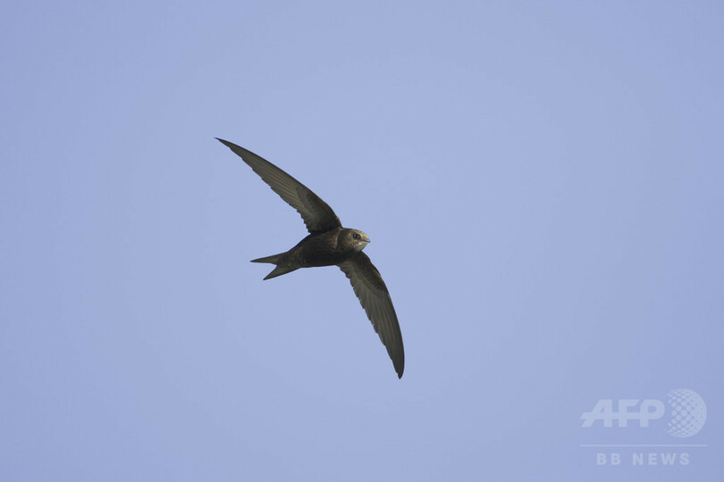 10か月飛び続けるアマツバメ 鳥類の連続飛行記録を更新 写真2枚 国際ニュース Afpbb News