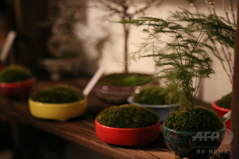 盆栽師・平尾成志によるアートイベント、6月23日開催