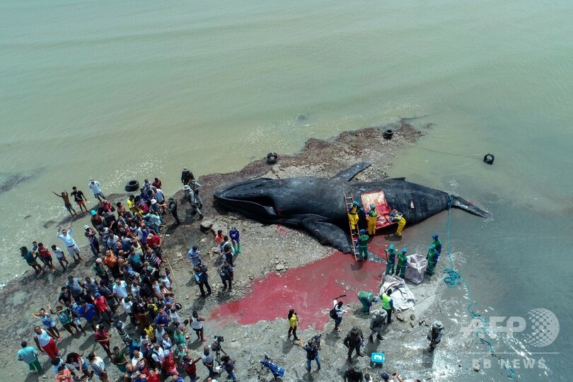 ザトウクジラが打ち上げられて死ぬ ブラジルの海岸で 写真3枚 国際ニュース Afpbb News