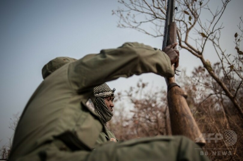 ナイジェリア「最後のライオン」を探して、絶滅の可能性も