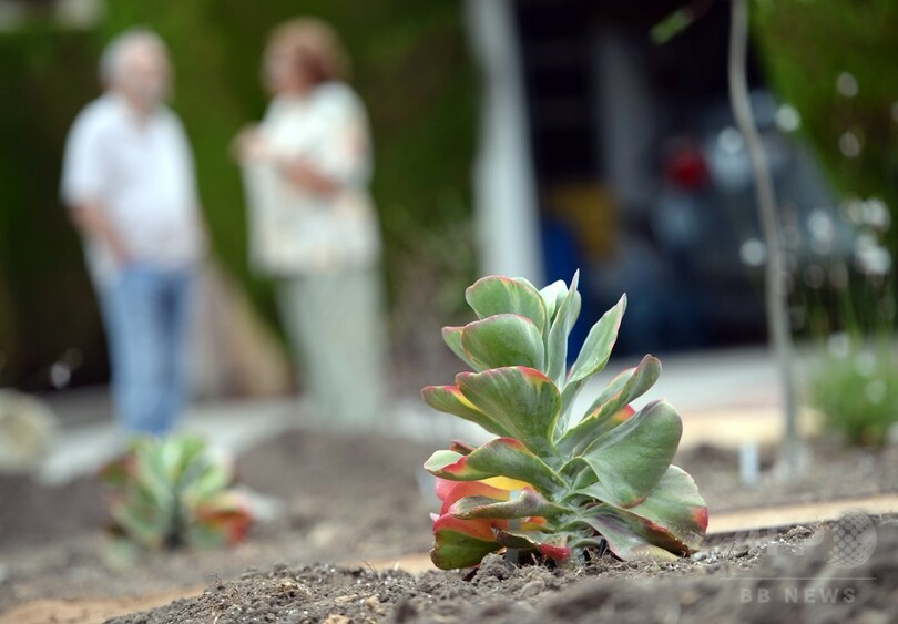 渇水の米加州 庭の芝生撤去で報奨金 乾燥強い植物などに 写真6枚 国際ニュース Afpbb News