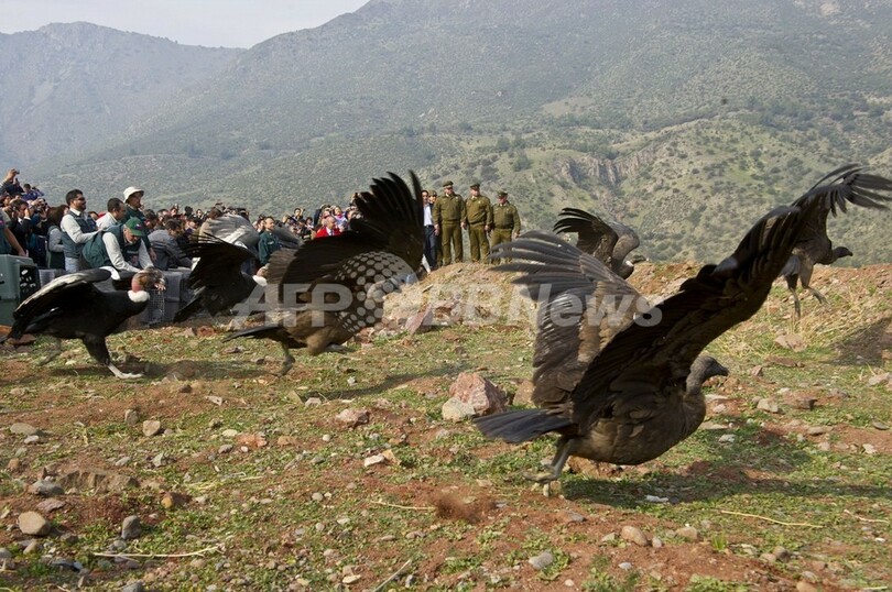 コンドルよ飛んで行け、保護した18羽を放鳥 チリ