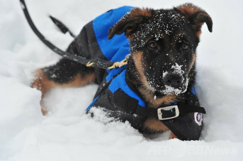 米東部に「スノーマゲドン」襲来、大雪で事故など相次ぐ