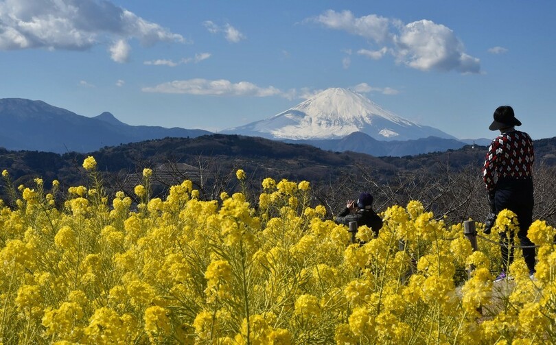 早咲きの菜の花 富士山と共演 神奈川 吾妻山公園 写真5枚 国際ニュース Afpbb News