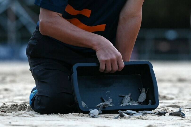 ウミガメ「タイマイ」の赤ちゃん、海へ出発 シンガポール