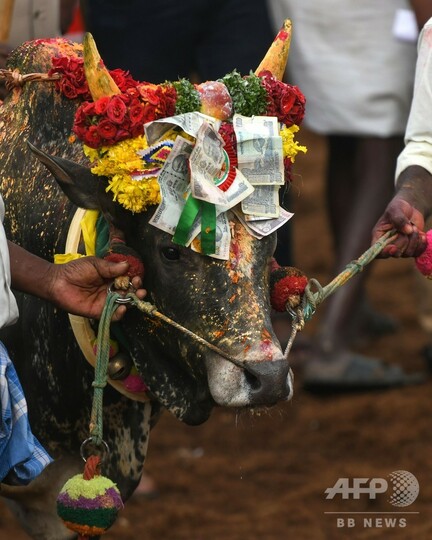 インド牛追い祭り ジャリカット 負傷者多数 写真18枚 国際ニュース Afpbb News