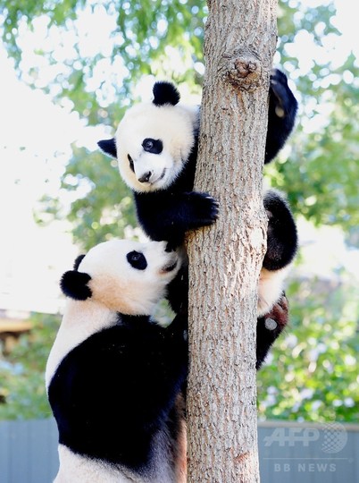 大丈夫 子パンダの木登りにヒヤヒヤ 米首都動物園 写真17枚 国際ニュース Afpbb News