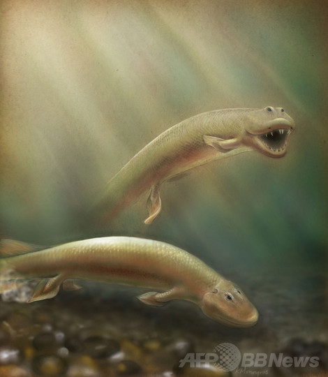 ひれから足へ、3億7500万年前の化石に進化の節目 米研究 ひれから足へ、3億7500万年前の化石に進化の節目 米研究