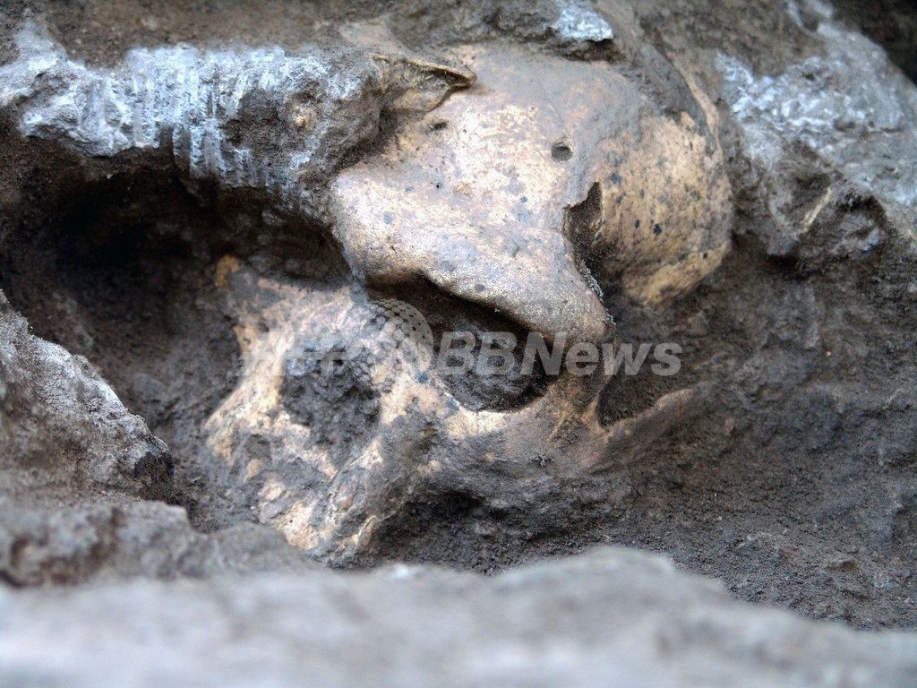 「初期人類は単一種」の可能性、180万年前の頭蓋骨発見が示唆 グルジア研究 「初期人類は単一種」の可能性、180万年前の頭蓋骨発見が示唆 グルジア研究