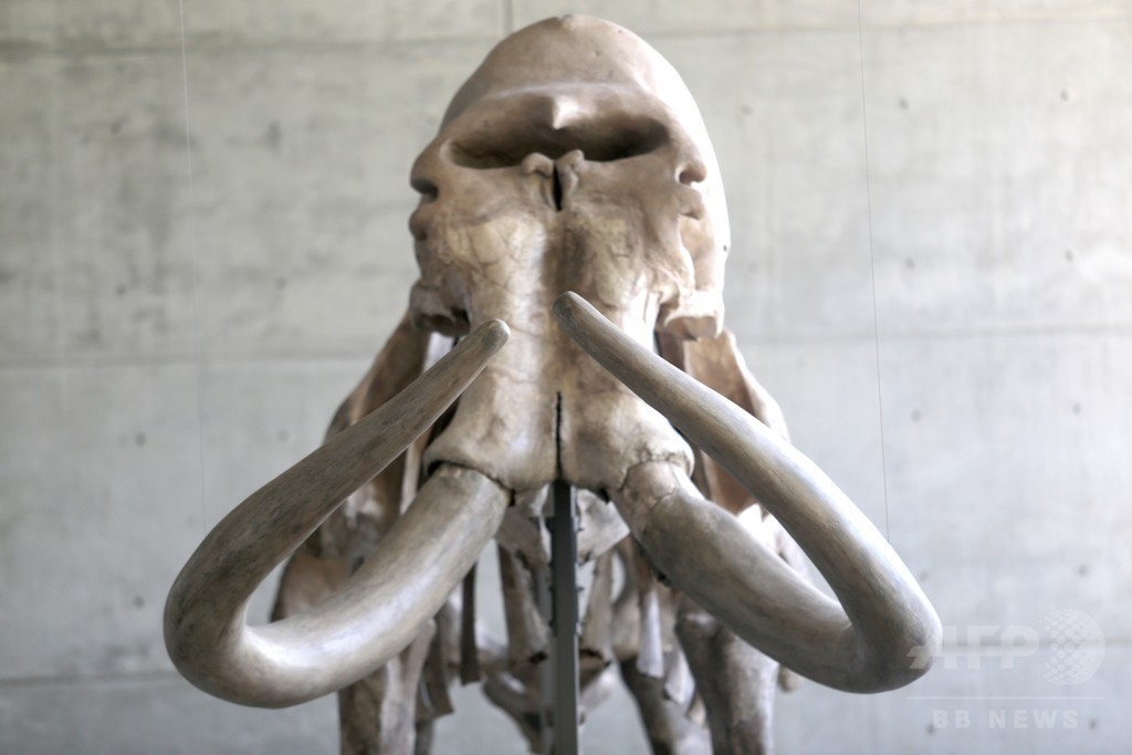 マンモスの化石にはなぜ雄が多いのか 単独行動に死の落とし穴 写真1枚 国際ニュース Afpbb News