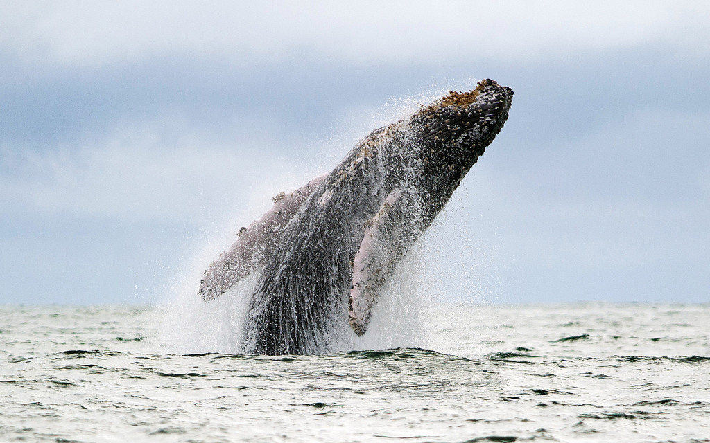 ザトウクジラ個体群、大半が絶滅危機脱す 米NOAA ザトウクジラ個体群、大半が絶滅危機脱す 米NOAA