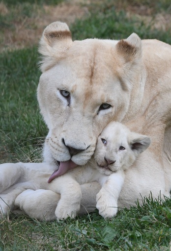 極めて珍しい五つ子のホワイトライオン、チェコ 写真18枚 国際ニュース