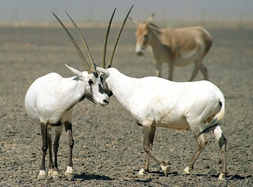 一角獣 のモデル アラビアオリックスの生息数が回復 写真2枚 国際ニュース Afpbb News