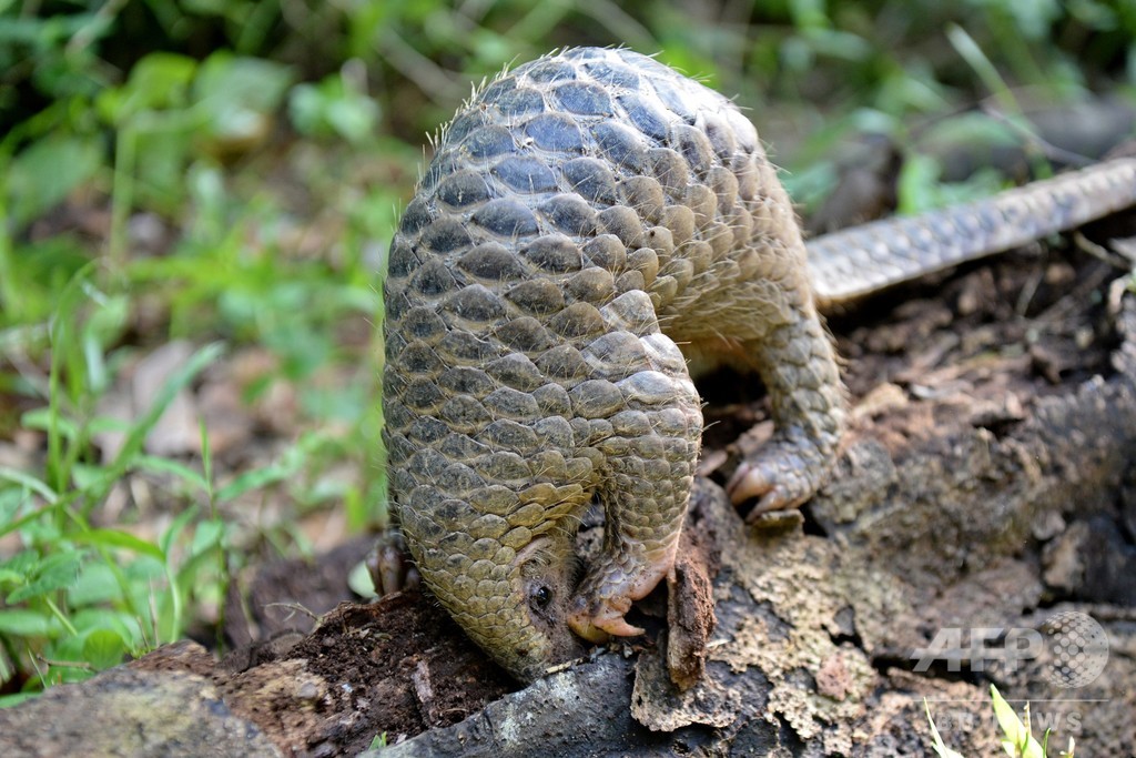 珍獣オオセンザンコウ、貴重な撮影に成功 子連れの姿も 珍獣オオセンザンコウ、貴重な撮影に成功 子連れの姿も