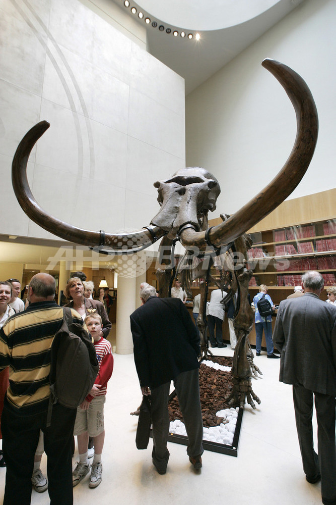 1万5千年前のマンモスの化石がオークションに - フランス 写真1枚 国際