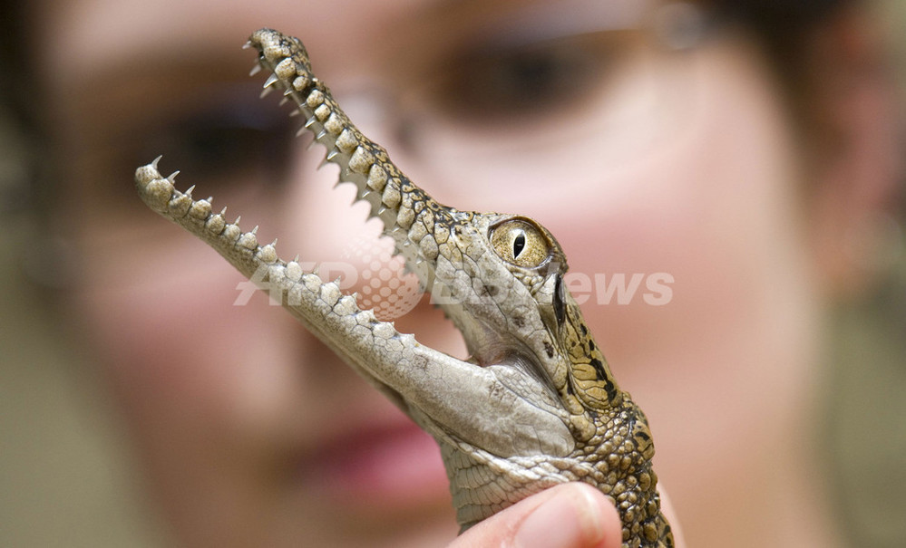 小さくたって鋭い歯、動物園のオーストラリアワニ ドイツ 写真2枚 国際