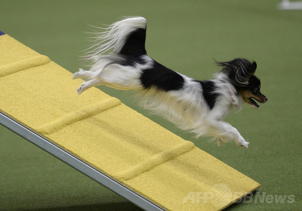 犬の機敏さ競う「アジリティ」選手権、NYで開催