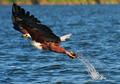 ケニア北部のバリンゴ湖（Lake Baringo）周辺に生息するサンショクウミワシは個体数減少の危機にある。ヤギを飼育する農民たちが家畜を襲うワニを駆除する目的で毒を仕込んだ魚を湖に放ち、これをワニよりも先にサンショクウミワシが見つけて食べてしまうためだ（2013年3月24日撮影）。(c)AFP/Carl de Souza