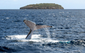 トンガのババウ（Vava&apos;u）島沿岸で海にもぐるザトウクジラ（2005年8月4日撮影、資料写真）。(c)AFP/David BROOKS