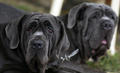 スリランカのコロンボ（Colombo）で恒例の「オールブリード・チャンピオンシップ・ドッグショー（All Breed Championship Dog Show）」が開催され、22犬種155匹の犬たちが参加した（2009年8月16日撮影）。(c)AFP/Ishara S. KODIKARA