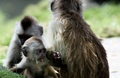 ベネズエラ・カラカス（Caracas）の動物公園では、かわいらしいサルたちが人気だ。写真は、母ザルと遊ぶ子ザル（2009年5月12日撮影）。(c)AFP/THOMAS COEX