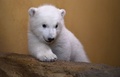 ドイツ・ブレーマーハーフェンの動物園で撮影されたホッキョクグマの赤ちゃん（2016年3月9日撮影）。(c)AFP/Carmen Jaspersen