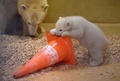 ドイツ・ブレーマーハーフェンの動物園で、カラーコーンで遊ぶホッキョクグマの赤ちゃん（2016年3月9日撮影）。(c)AFP/Carmen Jaspersen