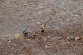 ベトナム北部イエンバイ省の山間部の鉄砲水に襲われた町で、流木を集める男性ら（2017年8月5日撮影）。(c)AFP