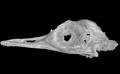 琥珀の中から発見された超小型古鳥類の頭部のCT再構成画像（撮影日不明）。(c)Xinhua News