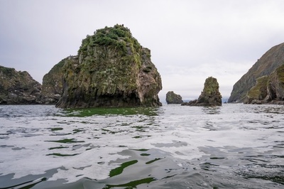 カムチャツカ海洋生物大量死、原因は有害な藻の発生 ロシア科学者