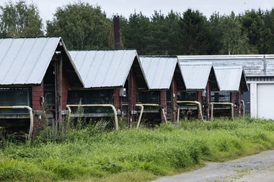 毛皮農場で鳥インフル、キツネとミンク12万匹殺処分 フィンランド