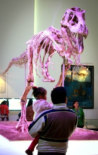 密輸された恐竜の化石、返還先のモンゴルで公開