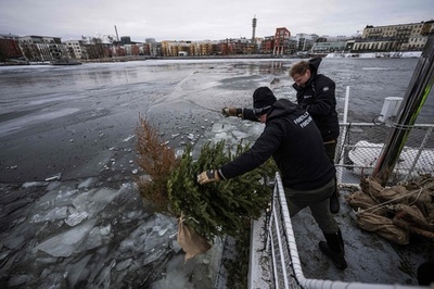 クリスマス後にツリーは海へ 生態系回復に一役 スウェーデン
