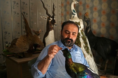 飼い主の愛を詰めて…死んだペットを剥製に パキスタン