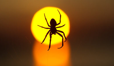 クモのゲノムを解読、糸などの秘密に迫る 研究