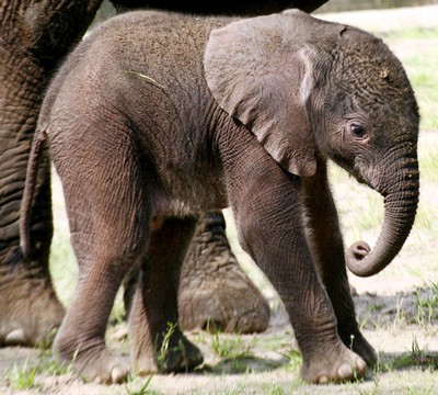 ベルリンの動物園で、生後2日目の子ゾウが公開に