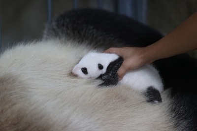  ママのおなかはふっかふか 中国のパンダの赤ちゃん